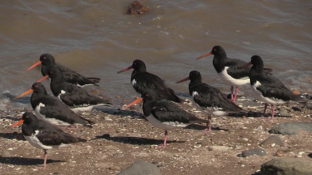 South Island Oystercatcher - ML201064221