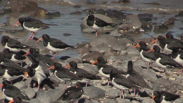 South Island Oystercatcher - ML201064231