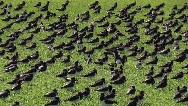 South Island Oystercatcher - ML201064261