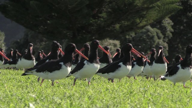 South Island Oystercatcher - ML201064271