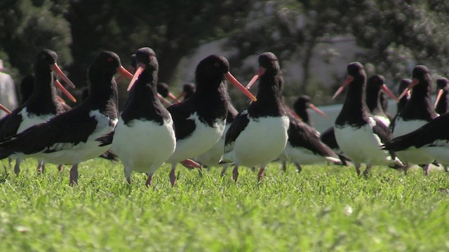 South Island Oystercatcher - ML201064281