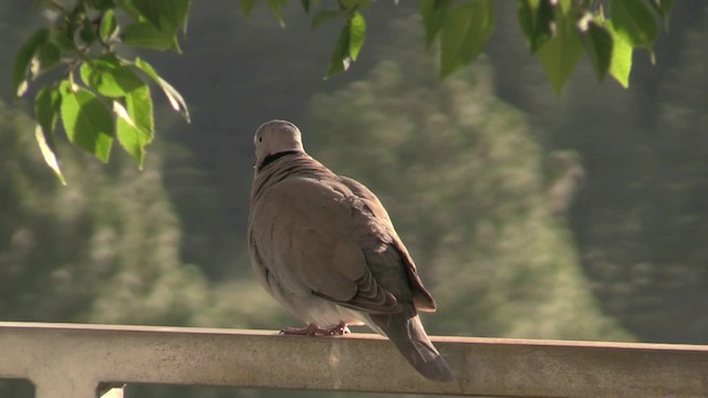 Ring-necked Dove - ML201064461