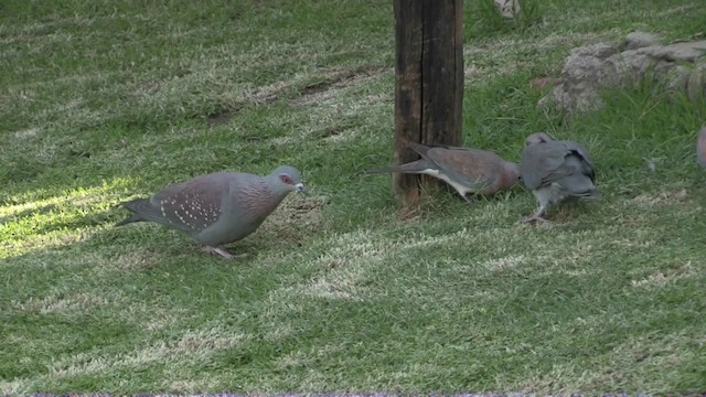 Pigeon roussard - ML201064491