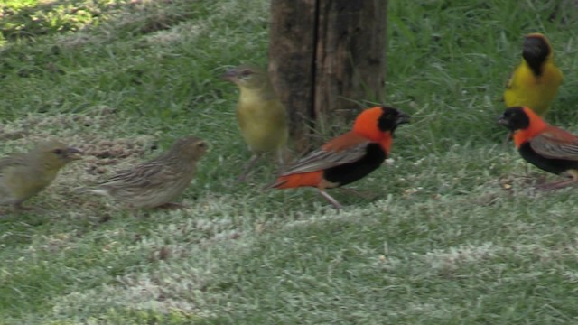 Southern Red Bishop - ML201064511