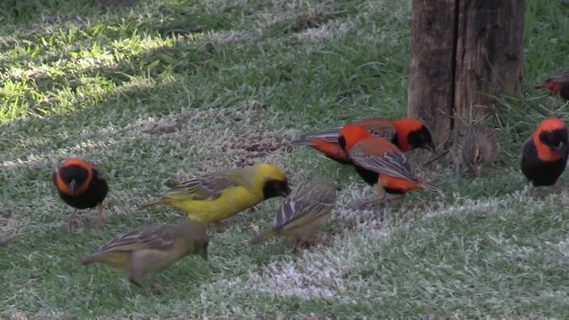 Southern Masked-Weaver - ML201064521