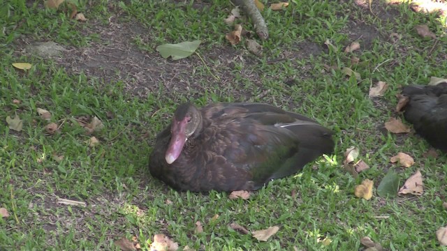 Spur-winged Goose (Southern) - ML201064601