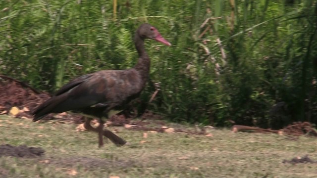 Spur-winged Goose (Southern) - ML201064611