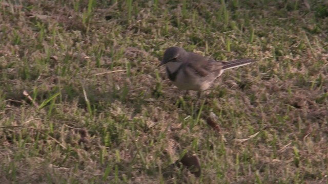 Cape Wagtail - ML201064631