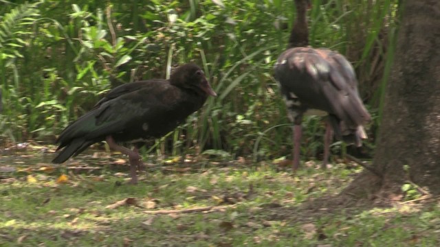 Sporngans (niger) - ML201064661