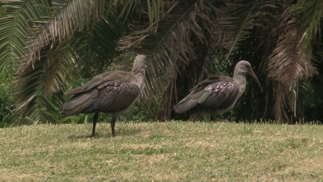 Hadada Ibis - ML201064701