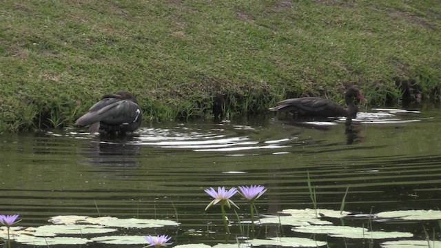 Spur-winged Goose (Southern) - ML201064731