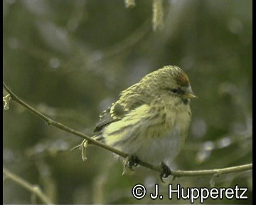 Common Redpoll (flammea) - ML201064921