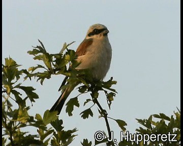 Red-backed Shrike - ML201064961