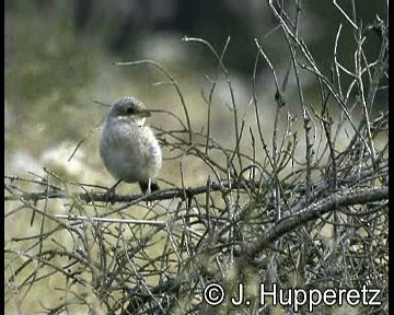 Pie-grièche écorcheur - ML201064991