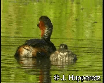 Little Grebe (Little) - ML201065001