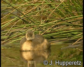 Little Grebe (Little) - ML201065031