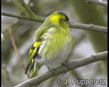 Eurasian Siskin - ML201065161