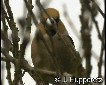 Hawfinch - ML201065181