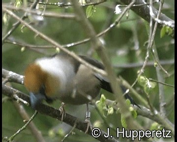 Hawfinch - ML201065191