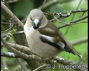 Hawfinch - ML201065201