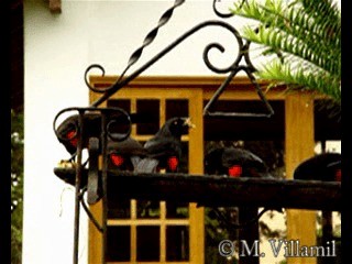 Carouge à ventre rouge - ML201065261