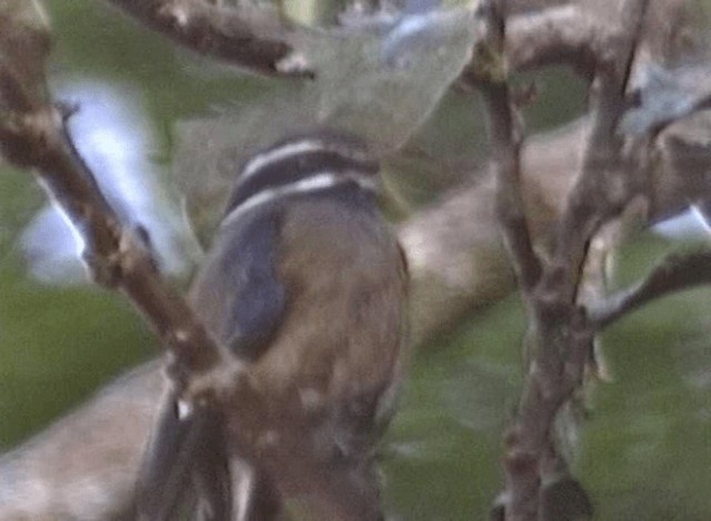 Whiskered Treeswift - ML201065281