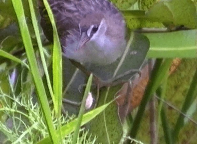 White-browed Crake - ML201065301