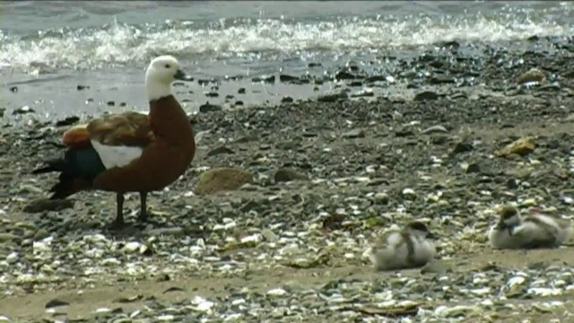 Paradise Shelduck - ML201065431