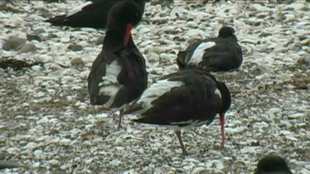 South Island Oystercatcher - ML201065451