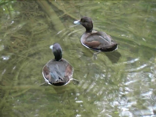 New Zealand Scaup - ML201065491