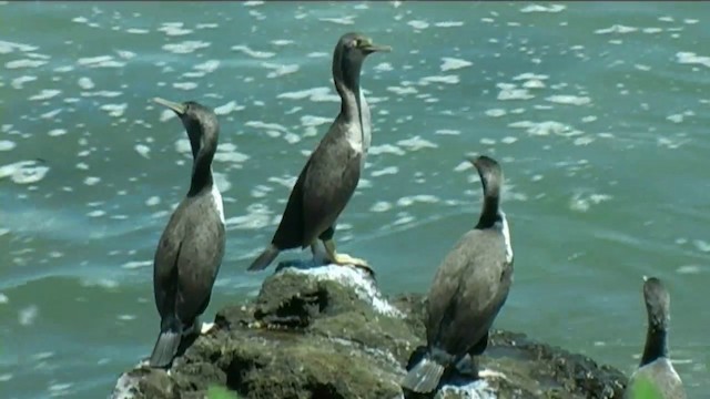 Spotted Shag - ML201065751