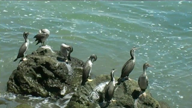 Spotted Shag - ML201065771