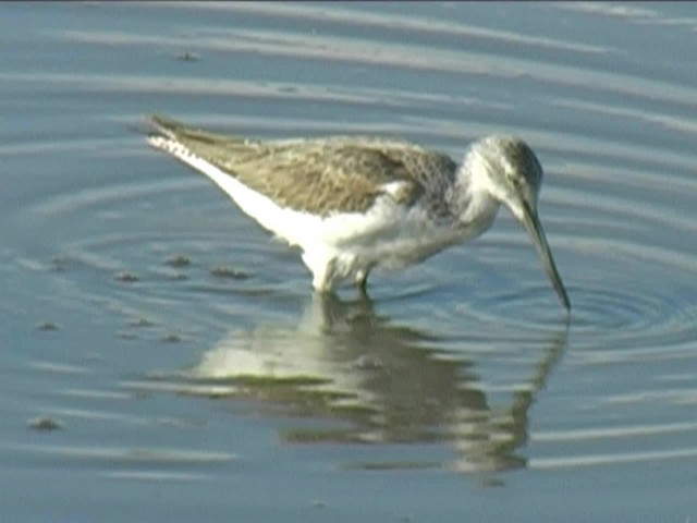 Common Greenshank - ML201065841