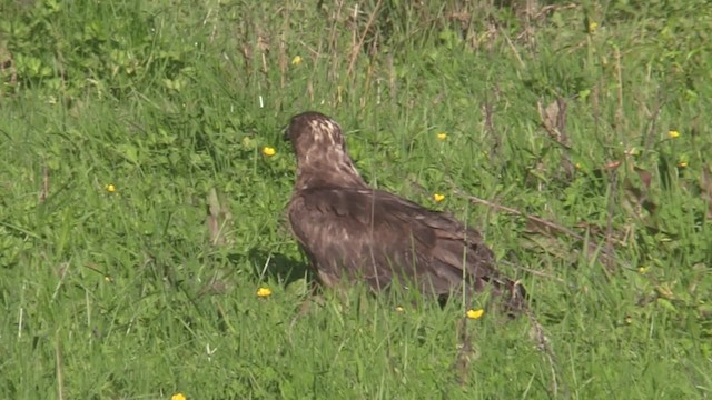 Swamp Harrier - ML201065941