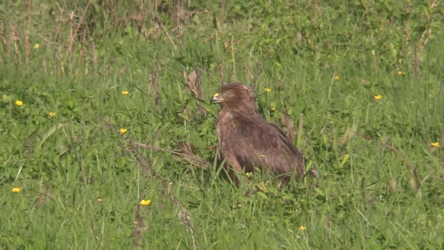 Swamp Harrier - ML201065951