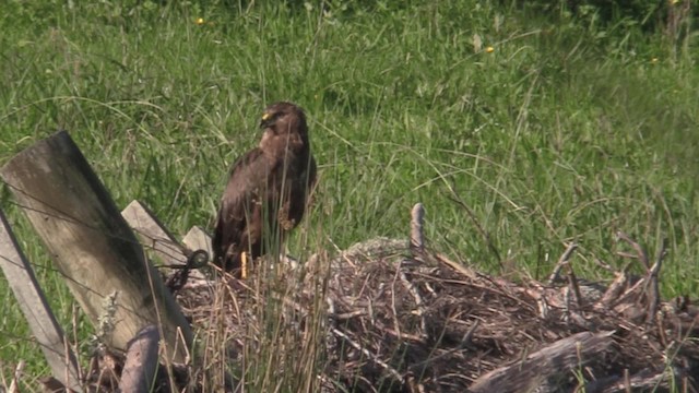 Swamp Harrier - ML201065961