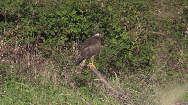 Swamp Harrier - ML201065971