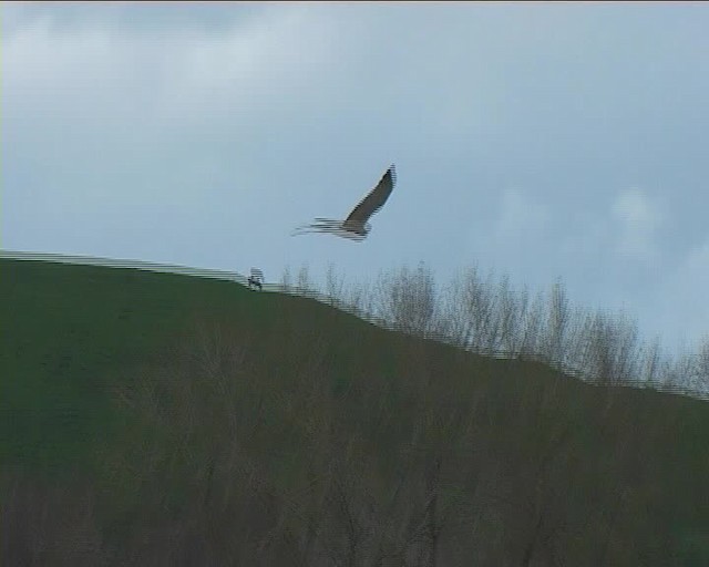 Swamp Harrier - ML201065981