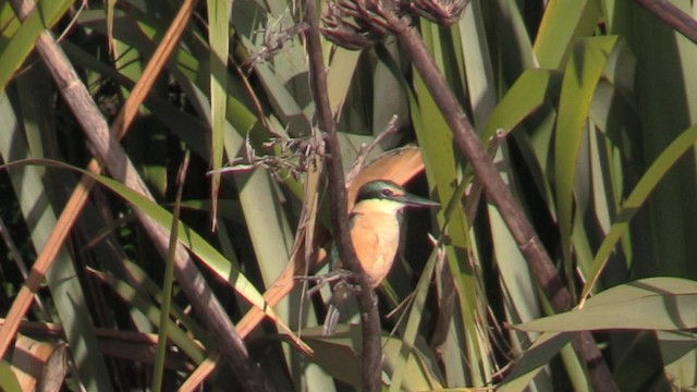 Sacred Kingfisher (New Zealand) - ML201066011