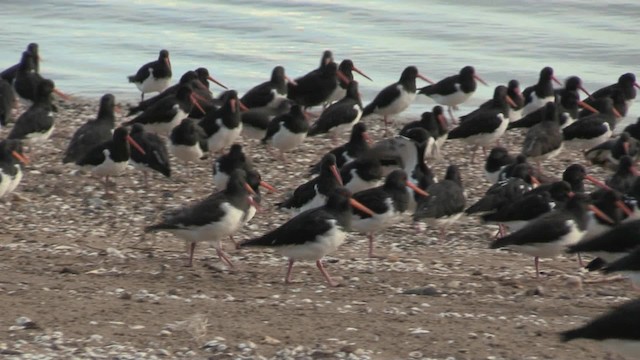 South Island Oystercatcher - ML201066141