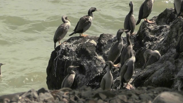 Spotted Shag - ML201066321