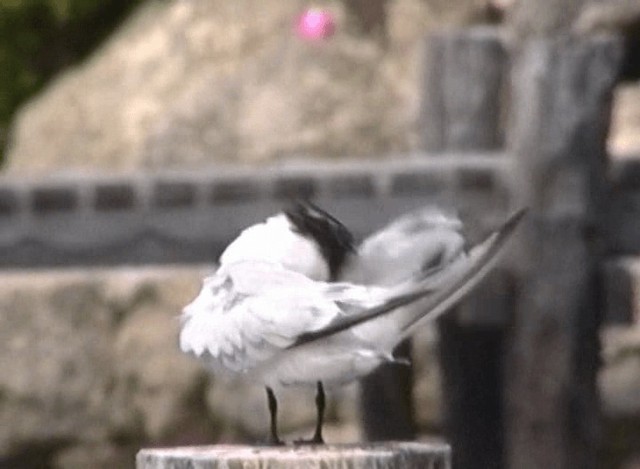 Royal Tern - ML201066491