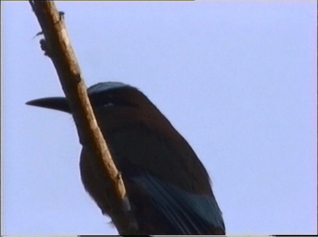 Turkuaz Kaşlı Motmot - ML201066511