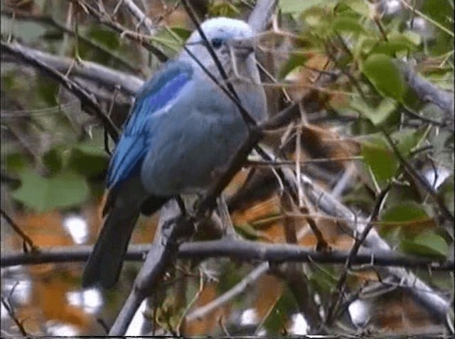 Blue-gray Tanager (Blue-gray) - ML201066541