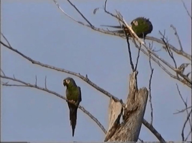 Guacamayo Severo - ML201066581