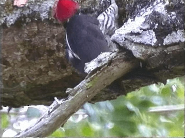 Crimson-crested Woodpecker - ML201066621