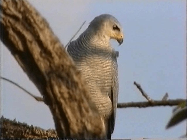 Gray-lined Hawk - ML201066651