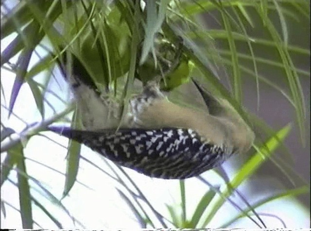 Red-crowned Woodpecker - ML201066711