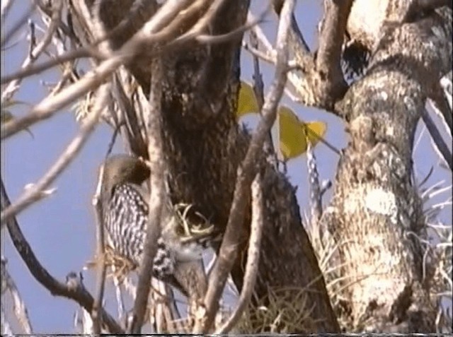 Red-crowned Woodpecker - ML201066721