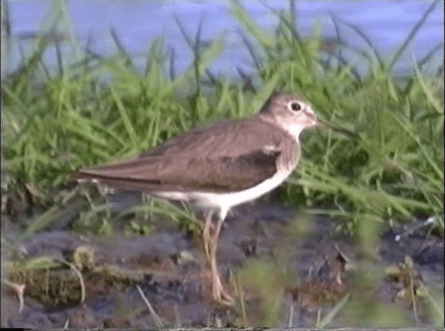 Solitary Sandpiper - ML201066761